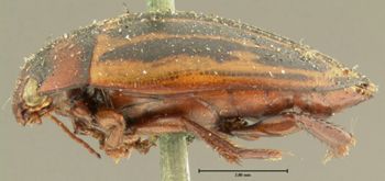 Media type: image; Entomology 34567   Aspect: habitus lateral view